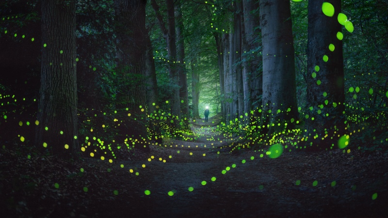Mystical Forest, Fireflies, Night photography, Glowing, Light, Netherlands, Wallpaper