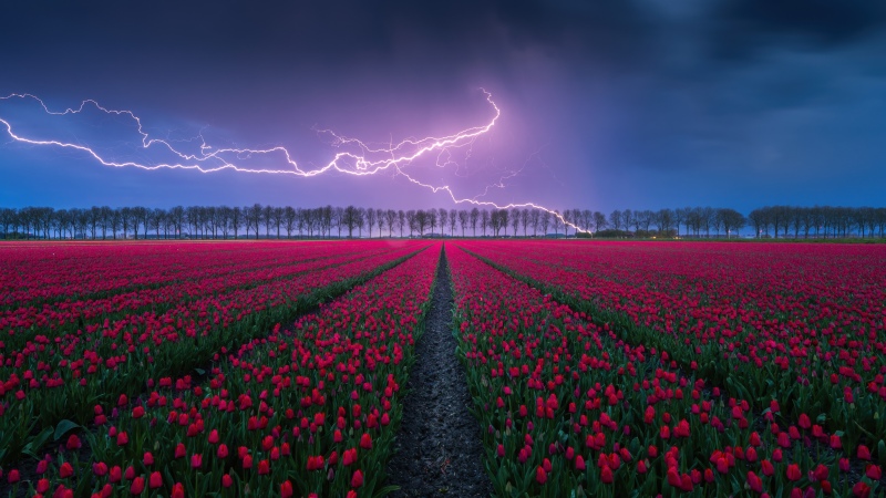 Red Tulips, Lightning Strike, Thunderstorm, Tulip Field, Night, Countryside, Aesthetic