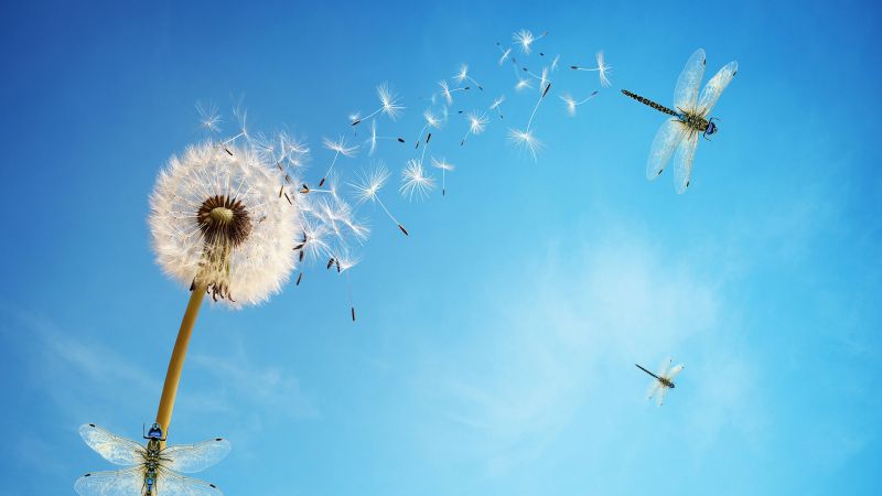 Dandelion flower, White, Dragonflies, Blue Sky, Insects, Blue background, Sky view, Wallpaper