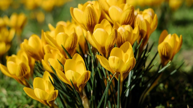 Yellow flowers, Saffron Flowers, Crocus flowers, Green Grass, Spring, Meadow, Blossom, Beautiful, 5K, Wallpaper