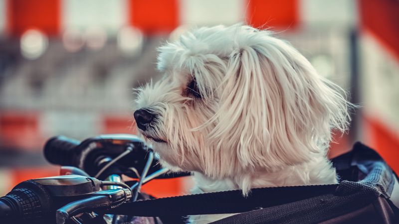 Maltese dog white motorcycle pet dog puppy cute dog 5k 