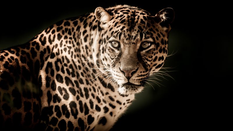 Leopard wildcat wildlife black background closeup 