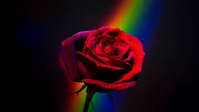 Red Rose, Black background, Rainbow, Closeup, Blossom, Colorful, 5K, Wallpaper