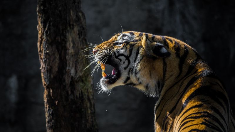 Tiger, Big cat, Roaring, Wildlife, Tree, Forest, Day light, 5K, Wallpaper