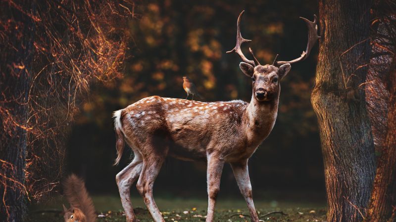 Fallow deer, Squirrel, Bird, Trees, Forest, Autumn, 5K, 8K, Wallpaper