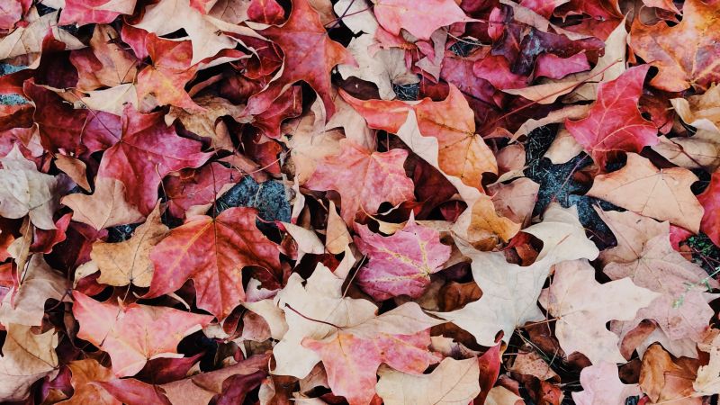 Maple leaves, Purple, Daytime, Fallen Leaves, Foliage, Autumn leaves, Wallpaper