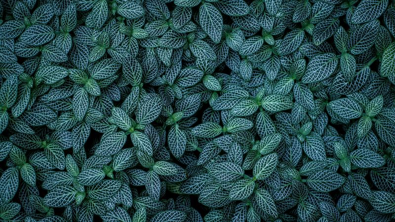 Green leaves, Plants, Leaf Background, Pattern, Closeup, Aesthetic, 5K, Wallpaper