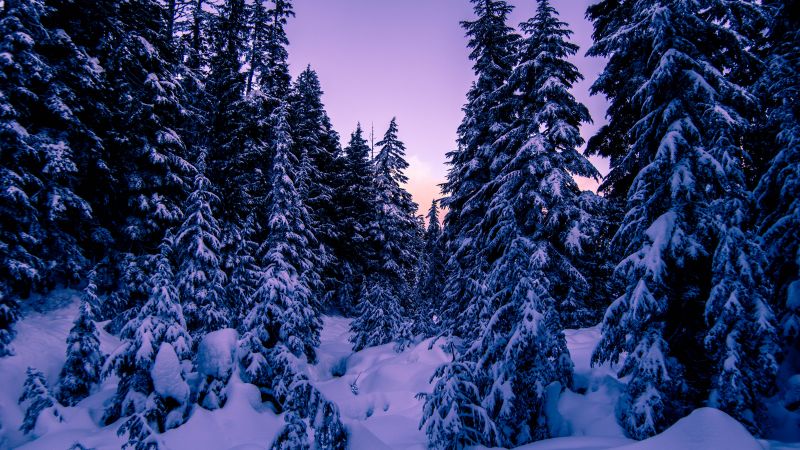 Pine trees, Snow covered, Purple sky, Sunset, Winter, 5K, Wallpaper
