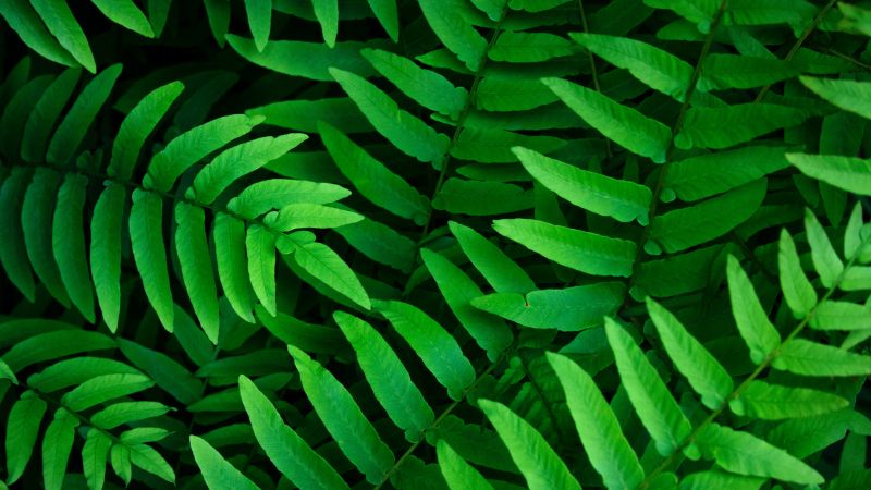 Green leaves, Ferns, Leaf Background, Spring, Closeup, 5K, Wallpaper