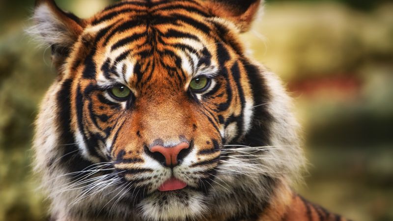 Tiger big cat wildlife closeup predator 5k 