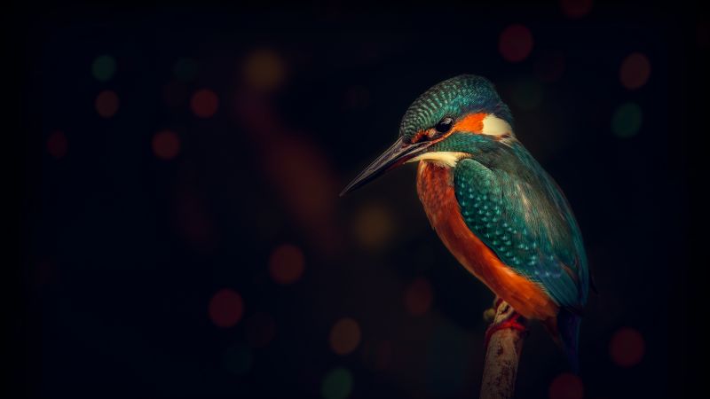 Kingfisher, Bird, Wildlife, Dark background, Closeup, Blue Bird, Tree Branch, Wallpaper