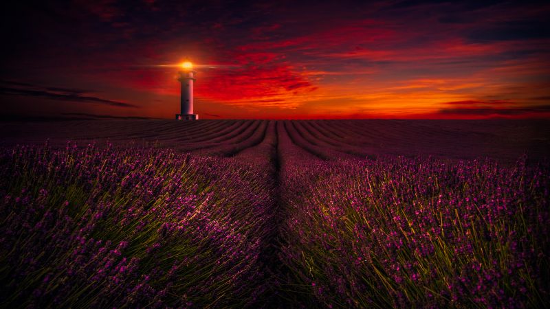Sunset, Lavender fields, Lighthouse, Orange sky, Flowers, Evening, 5K, Wallpaper