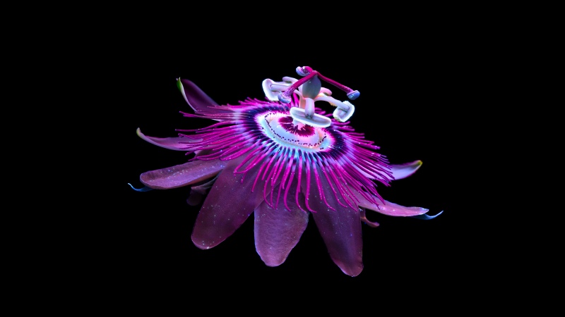 Passion Flower, Aluminium OS stock wallpaper
