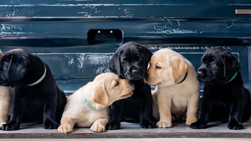 Puppies, Labrador Retriever, Cute dogs, Labrador puppies, 5K, Wallpaper