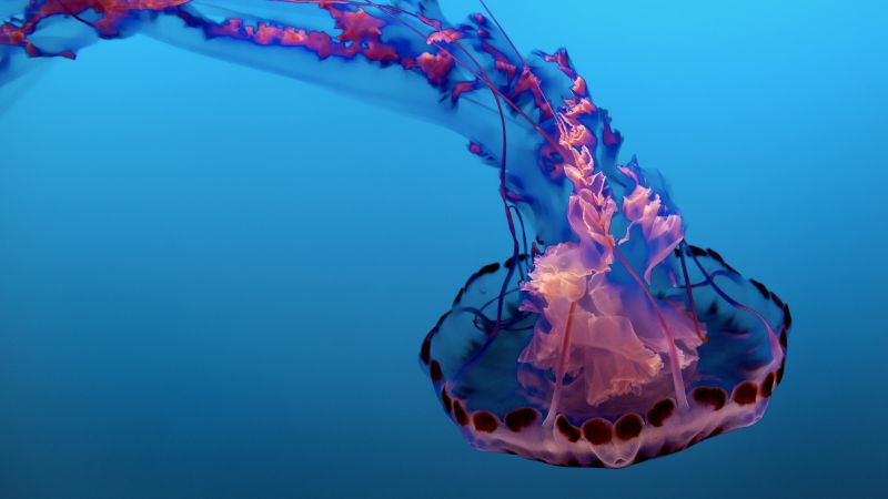 Jellyfish, Pink, Underwater, Sea Life Aquarium, Blue background, Floating, 5K, 8K, Wallpaper