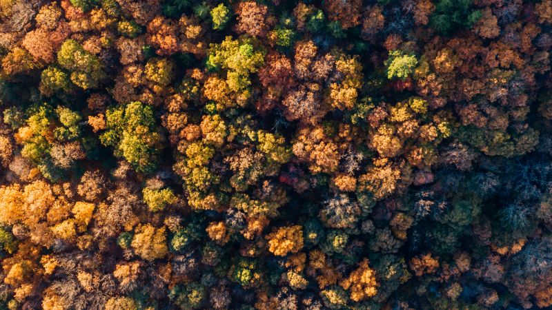 Forest, Autumn trees, Aerial view, Top View, Texture, Wallpaper