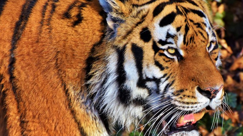 Tiger face predator big cat wild animal zoo closeup 