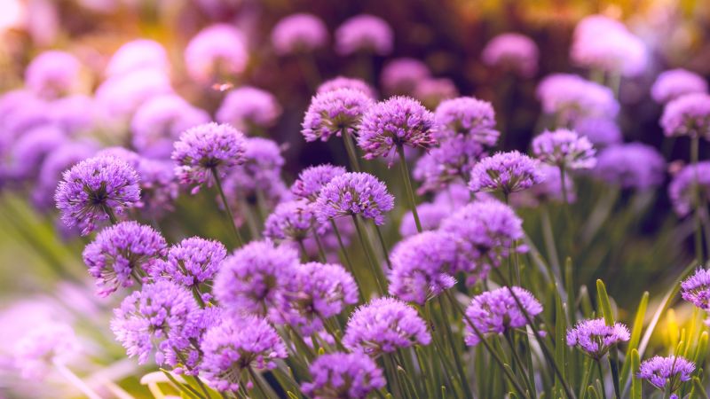 Purple Flowers, Flower garden, Blossom, Bloom, Spring, Bokeh, Vibrant, 5K, Wallpaper