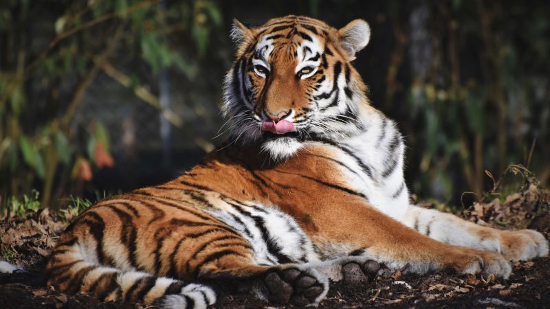 Siberian tiger predator big cat carnivore wild animal zoo 