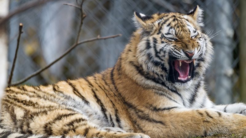 Young tigress yawning wild animal big cat predator closeup 