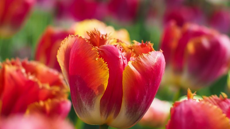Tulips, Garden, Blossom, Tulip flowers, Bloom, Spring, Bokeh, Red flowers, Wallpaper