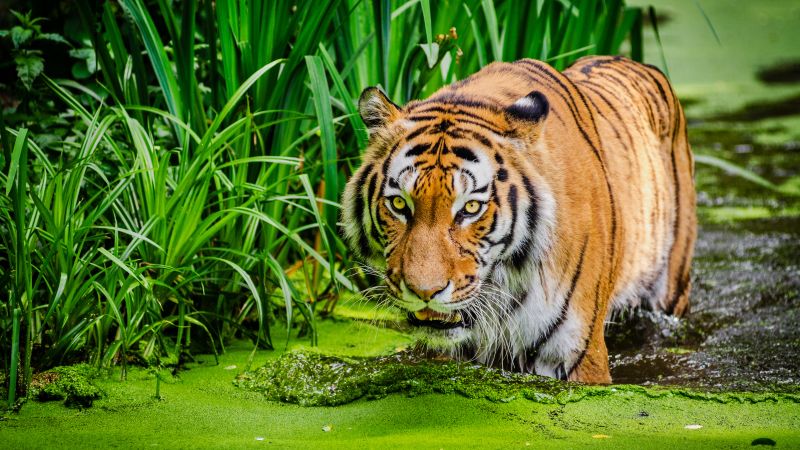 Siberian tiger, Pond, Big cat, Green, Wallpaper
