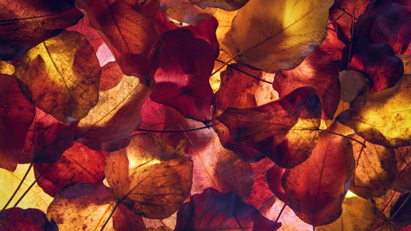 Maple leaves, Autumn leaves, Foliage, Yellow leaves, Fallen Leaves, 5K, Wallpaper