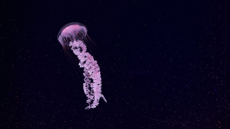 Jellyfish, Dark background, Sea Life Aquarium, Underwater, Glowing, Pink, 5K, Wallpaper