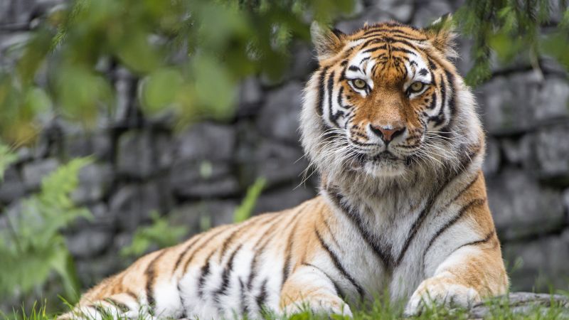 Siberian tiger, Big cat, Wildlife, Predator, Carnivore, Green Grass, 5K, Wallpaper