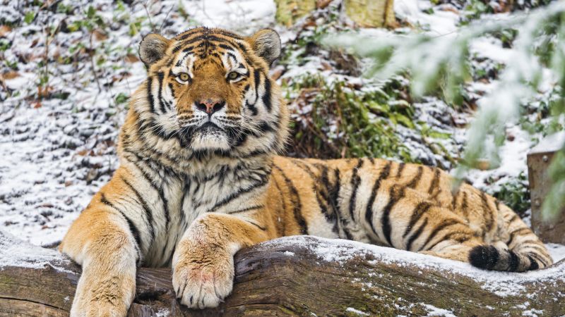 Siberian tiger, Snow, Wood, Winter, Big cat, Wild animal, Predator, Carnivore, 5K, Wallpaper