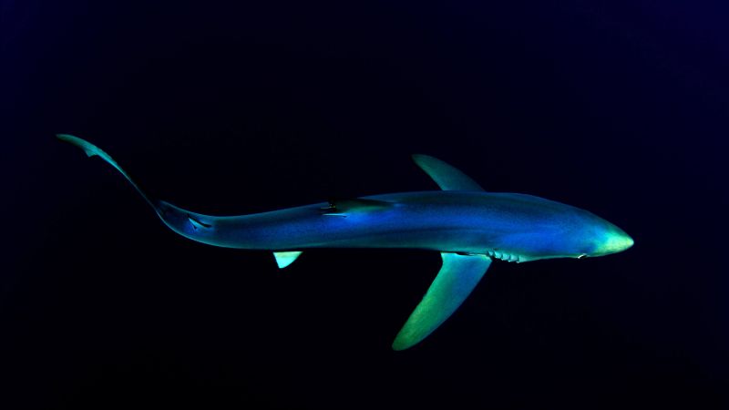 Blue Shark, Underwater, Atlantic Ocean, Deep Sea, Dark background, 5K, Wallpaper