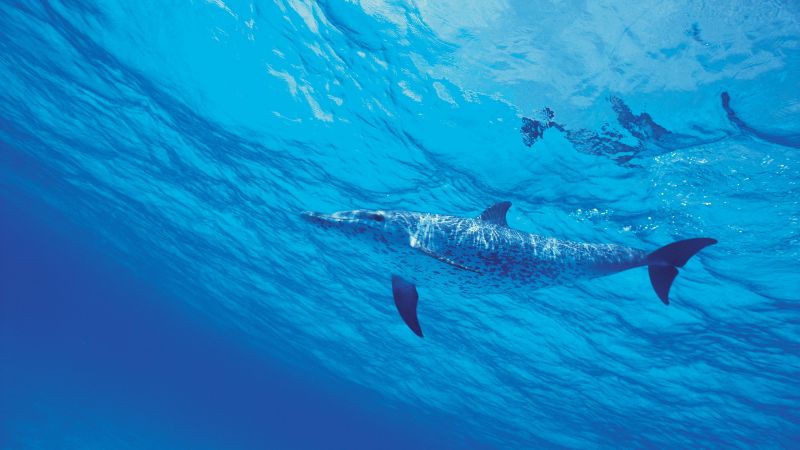 Dolphins, Underwater, Under the Sea, Aqua blue, Wallpaper