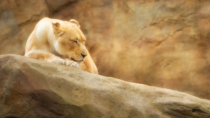 Lioness, Paradise Wildlife Park, Animal park, Zoo, Golden yellow, Rock, 5K, Wallpaper