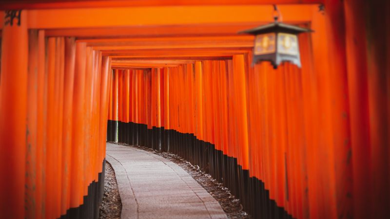 Shinto Shrine, Tokyo, Japan, Torii Pass, Orange, Pattern, Pathway, Temple, Worship, 5K, Wallpaper