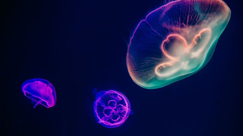 Jellyfishes, Purple, Multicolor, Dark background, Underwater, Aquarium, Sealife, Glowing, Bright, 5K, Wallpaper