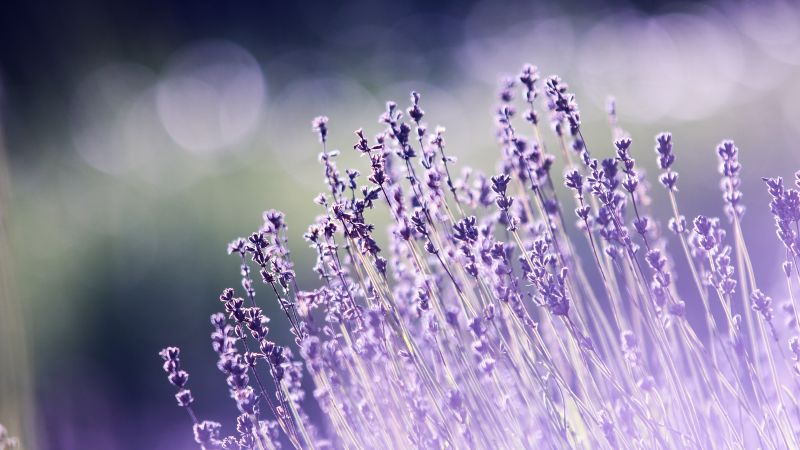 Lavender flowers, Bokeh, Blur, Garden, Purple, Aesthetic, 5K, Wallpaper