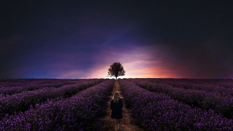 Sunset, Girl, Alone, Lavender farm, Lavender fields, Woman, Dawn, Evening, Horizon, Wallpaper