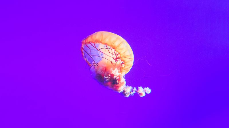 Jellyfish purple background sea life underwater aquarium 5k 
