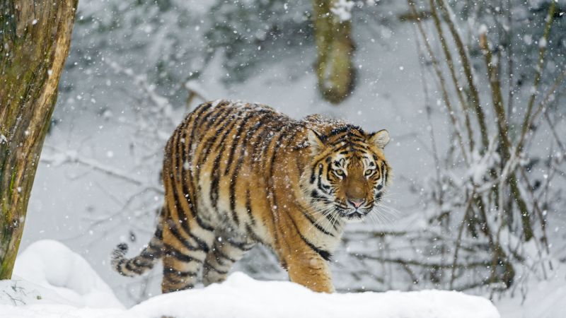 Siberian tiger, Amur tiger, Snow fall, Winter, Cold, Big cat, Wild animal, Predator, Walking, Carnivore, 5K, Wallpaper