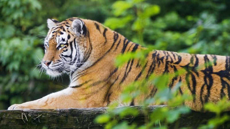 Siberian tiger, Amur tiger, Young tigress, Wood, Wild Cat, Zoo, Predator, Carnivore, 5K, Wallpaper