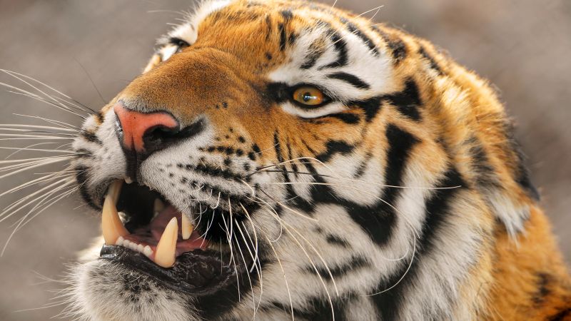 Amur tiger, Siberian tiger, Big cat, Carnivore, Predator, Young tigress, Zoo, Wild animal, Wallpaper