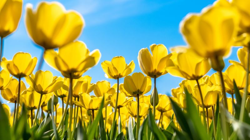 Tulips, Yellow flowers, Blossom, Blue Sky, Bloom, Flower garden, Daylight, Sunny day, 5K, Wallpaper