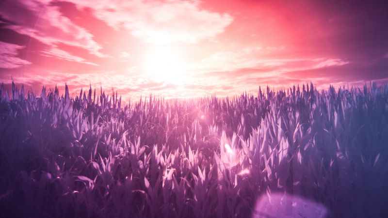 Sunrise, Field, Landscape, Clouds, Purple, 5K, Wallpaper
