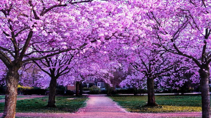 Cherry Blossom Trees, Purple Flowers, Pathway, Park, Floral, Colorful, Spring, Beautiful, Aesthetic, 5K, Wallpaper
