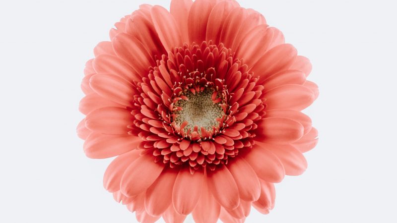 Gerbera Daisy, Pink flower, White background, Closeup, Macro, Blossom, Bloom, Spring, Flower heads, Beautiful, 5K, Wallpaper