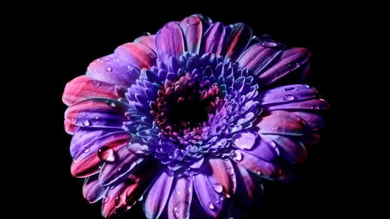 Gerbera Daisy, Purple Flower, Black background, Closeup, Macro, Blossom, Bloom, Spring, Flower heads, Beautiful, Petals, Dew Drops, Wallpaper