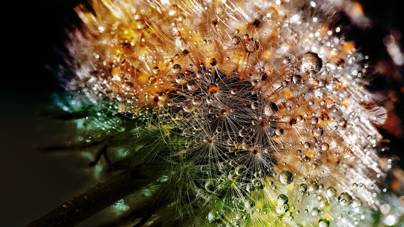Dandelion flowers close up macro dew drops colorful bokeh 