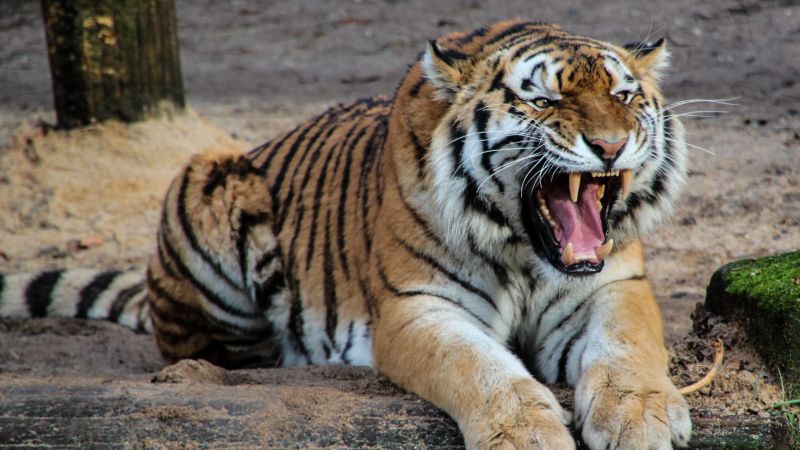 Tiger, Roaring, Wild animal, Predator, Mammal, Carnivore, Big cat, Zoo, Wallpaper