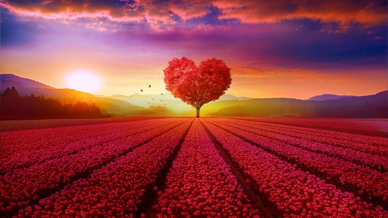 4K Flower Garden Wallpapers 30 