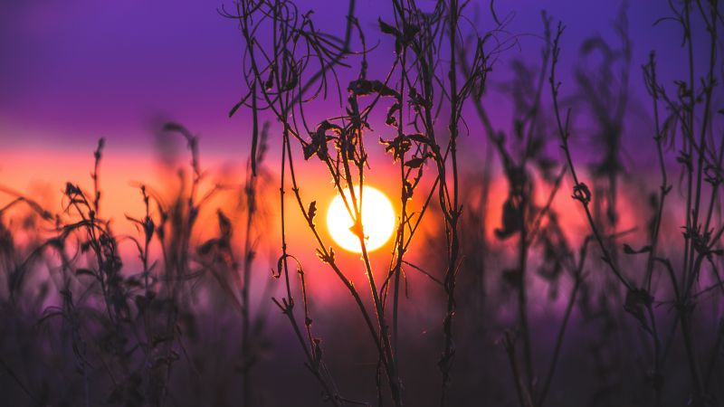Sunrise, Silhouette, Purple sky, Plants, Dusk, Blurred, 5K, Wallpaper